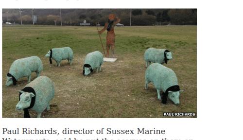 Plastic Sheep Mystery Deepens