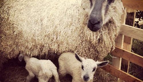 fulking.net lambs Darcy-500