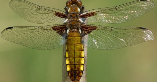 Libellula depressa