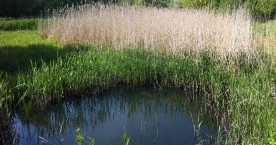 Pond with Reed Eyebrow