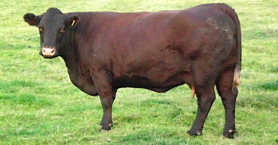 Sussex Cow