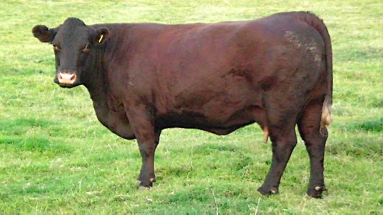 Sussex Cow