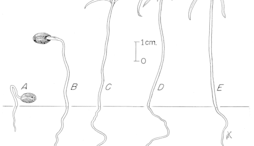 Taxus_baccata_seed_seedling