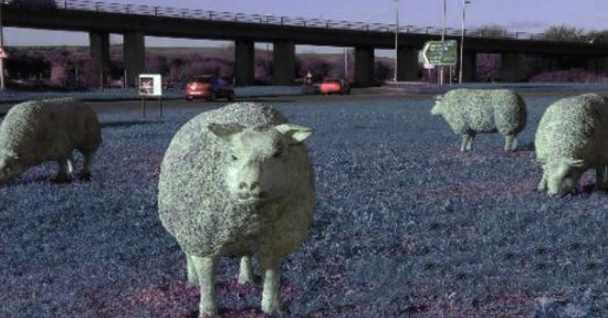 Police save family from sheep at A27 Shoreham flyover