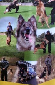 Sussex Police Dog Unit (general purpose dogs)