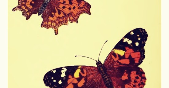 Comma and Painted Lady from H.G. Adams 1879 The Young Naturalist