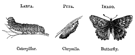 Larva/Caterpillar Pupa/Chrysalis Imago/Butterfly