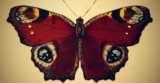 Peacock butterfly painting from H.G. Adams (1879) The Young Naturalist