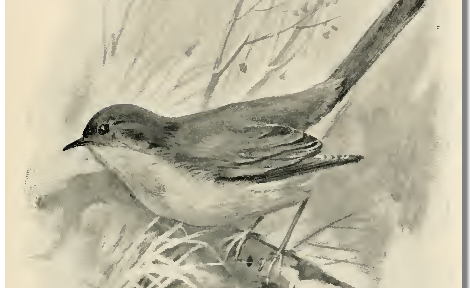 A nightingale sang in Mayfield Square