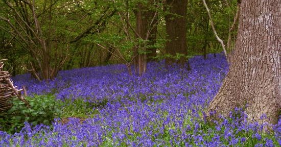 Bluebells at Furzefield