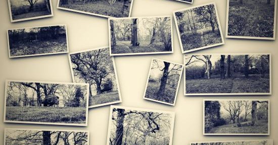 A Fulking bluebell wood