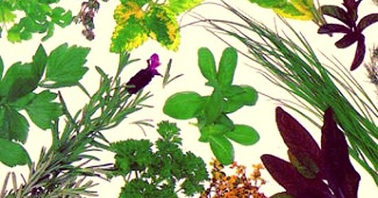 Botanical illustration