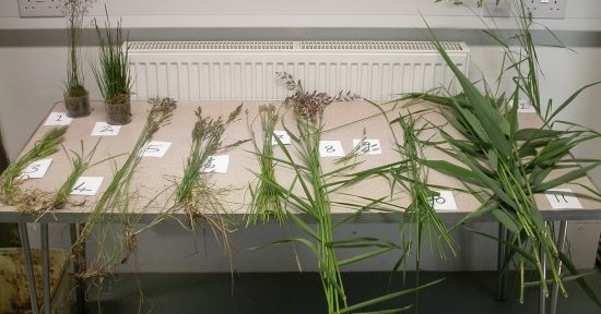 Identifying Grasses, Sedges & Rushes