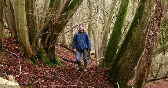 Newtimber large leaved lime tree