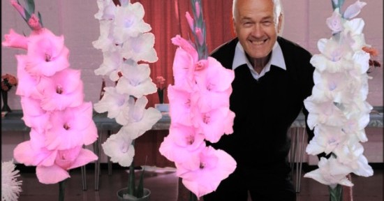 Gladioli in your dreams