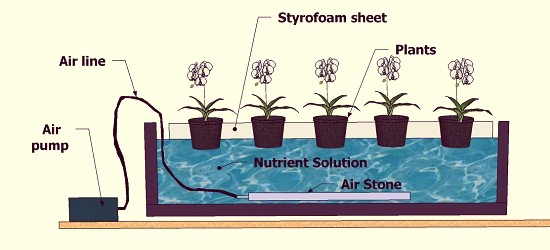 Typical water culture system
