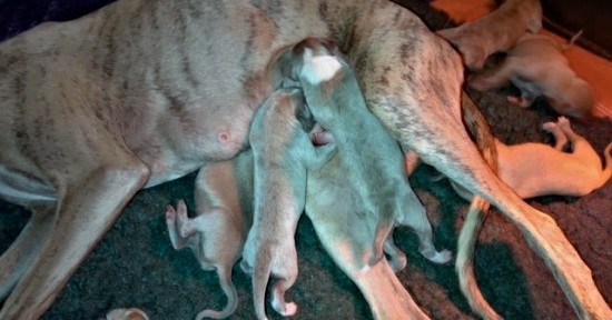 Preloved whippet puppies