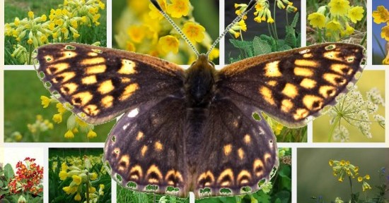 Duke of Burgundy on Cowslip