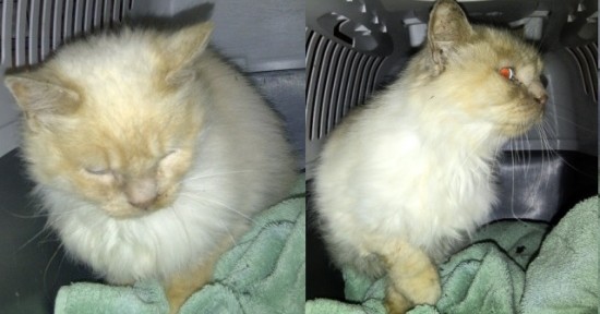 missing cat found in Clappers Lane