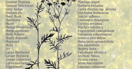 Satisfy your inner botanist at Tottington Wood