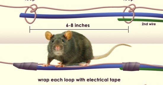 New rat underpass proposed