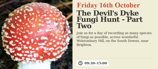 Wolstonbury Hill fungi hunt