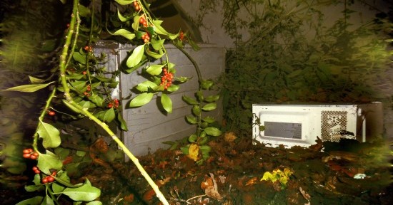 Installation with holly