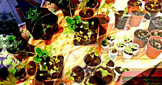 Seedling Sunday 2016