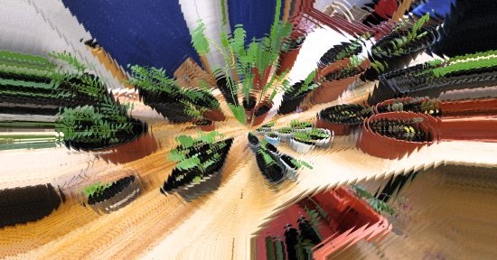 Seedling Sunday 2016