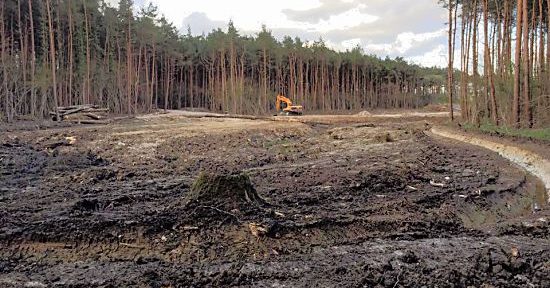 The remnants of Pondtail Wood