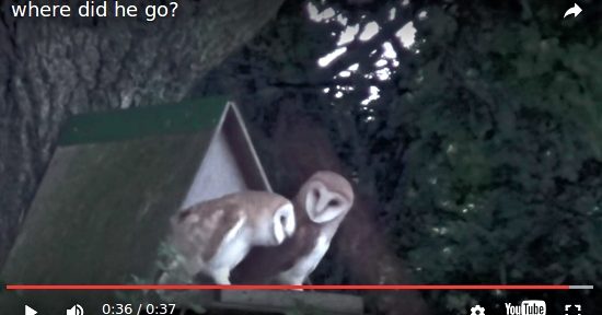 Baby Barn Owls in Twineham