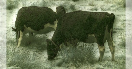 Two homicidal cows plan their next assault