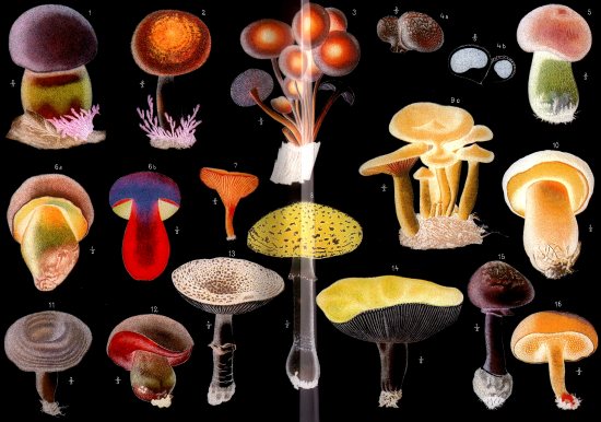 Mushrooms at night