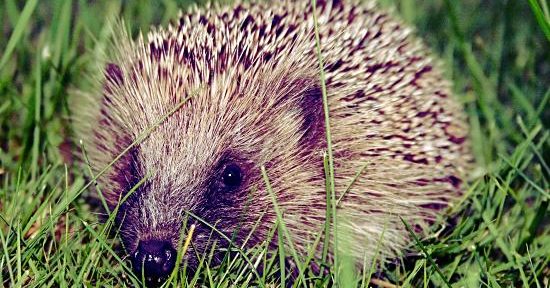 European hedgehog (Erinaceus europaeus)