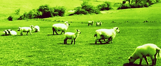 green sheep
